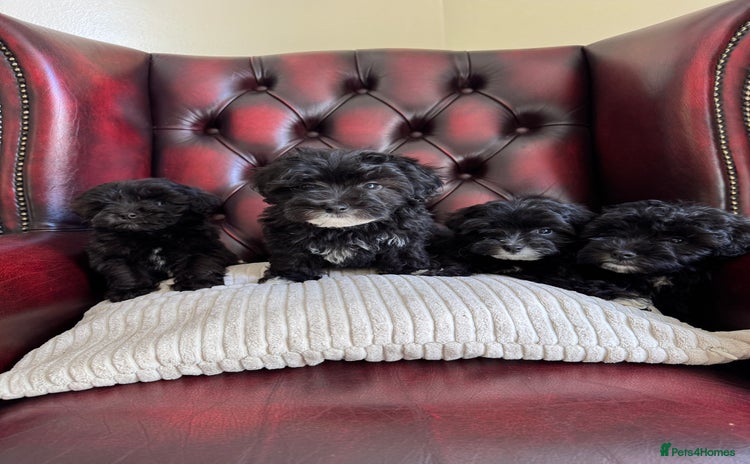 Maltipoo dogs - Advert 2