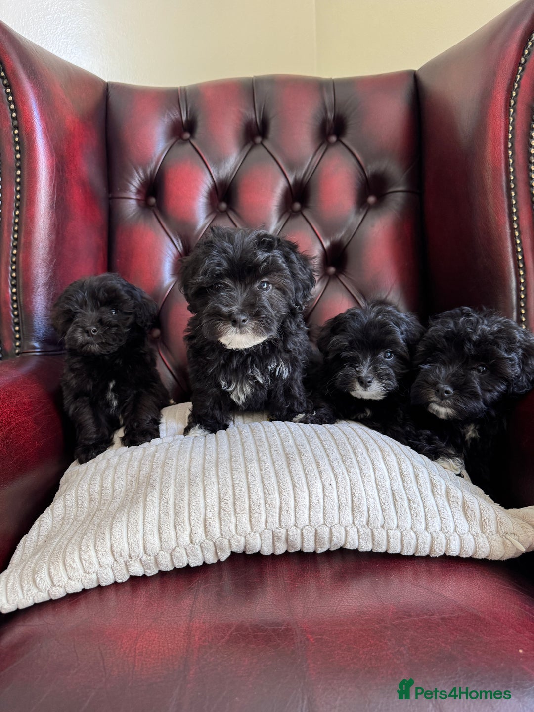 Maltipoo dogs for sale: Gorgeous tiny toy F1 Maltipoo puppies  - Image 5