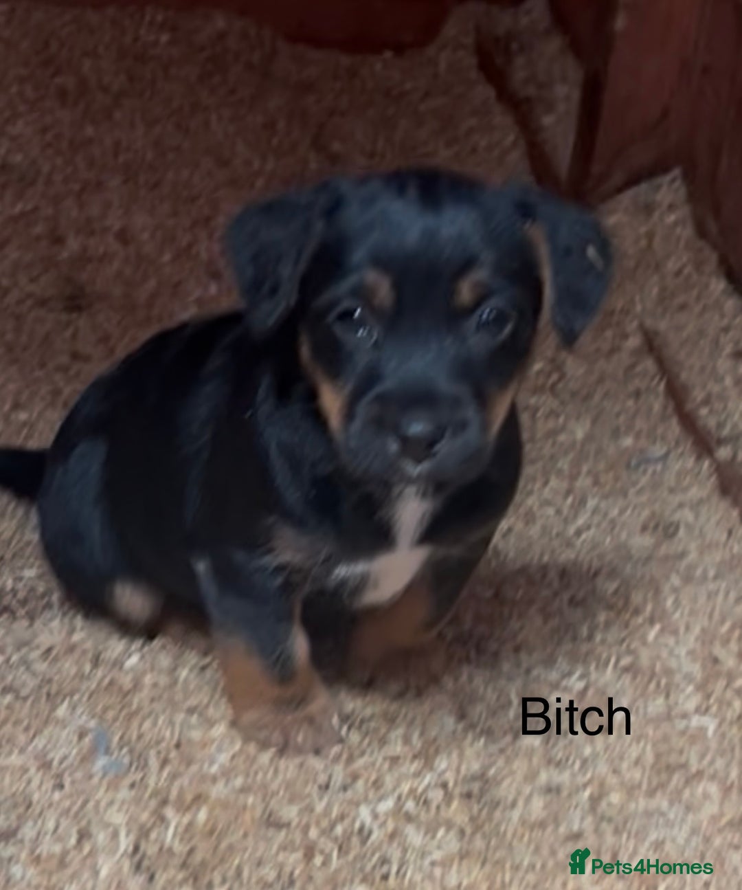 Mixed Breed dogs for sale: Patterdale x Boarder Lakeland Terrier puppies - Advert 2