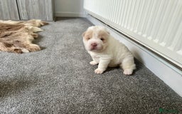 Shar Pei dogs for sale: Top quality bear coat sharpei  - Image 13
