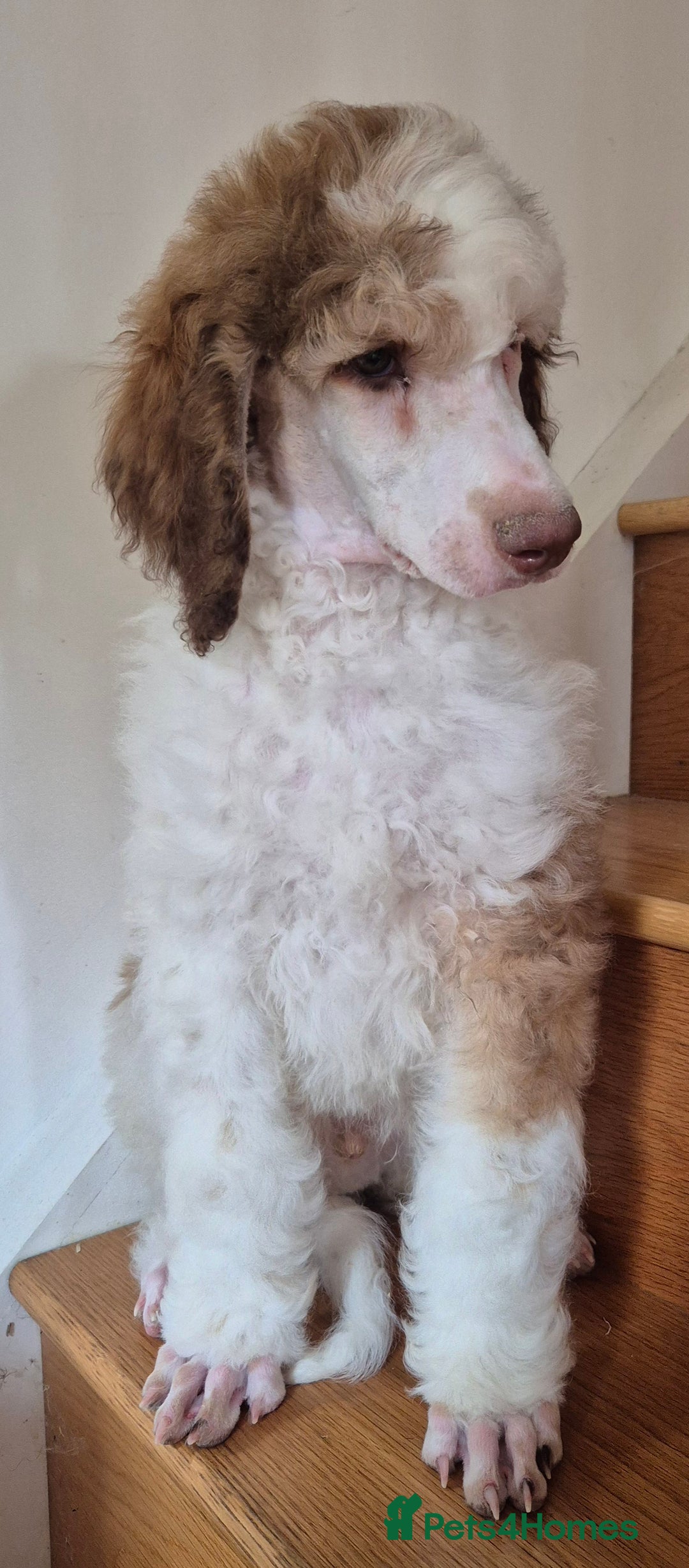 Standard Poodle dogs for sale: KC reg Brown Parti & phantom Standard Poodle pups - Image 17