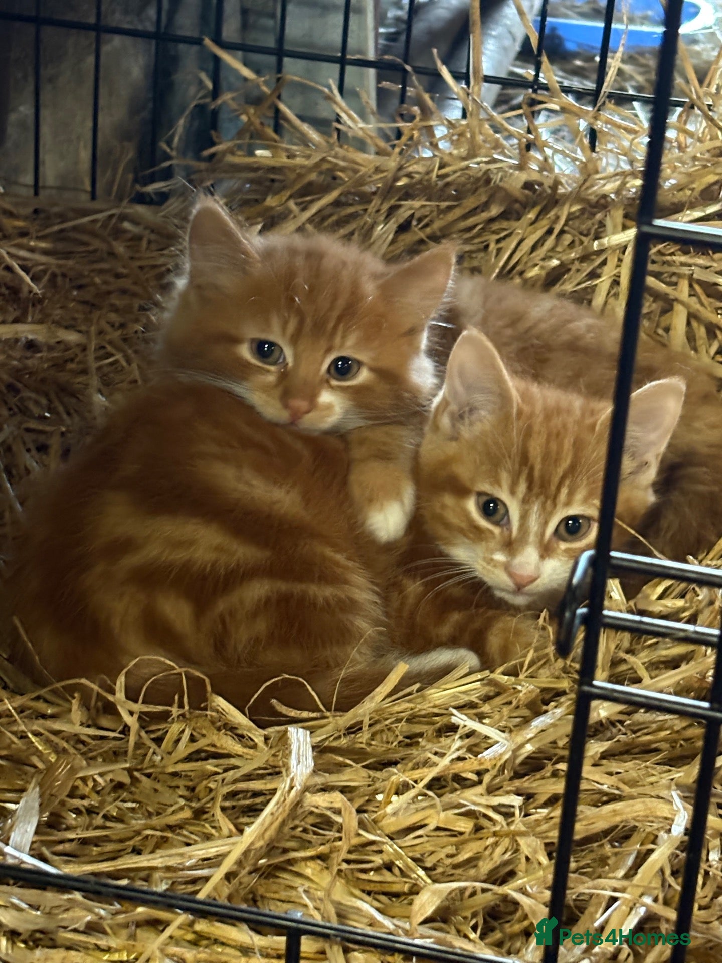 Mixed Breed cats 2 farm kittens looking for home together  - Advert 18