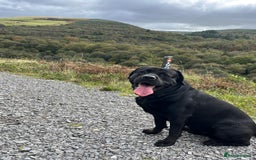 Rottweiler dogs for stud: STUD AVAILABLE “Hunter” (Rottweiler × Labrador) - Image 3