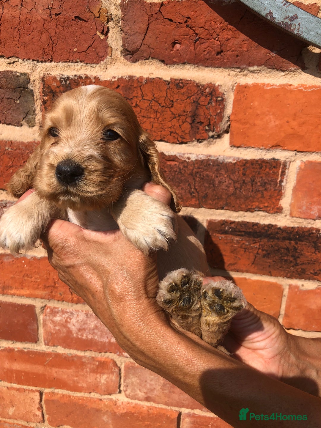 Cocker Spaniel dogs for sale: Pure beautiful show cocker spaniel puppies  - Image 15