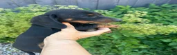 Dachshund dogs for sale: Dachshund  - Advert 10