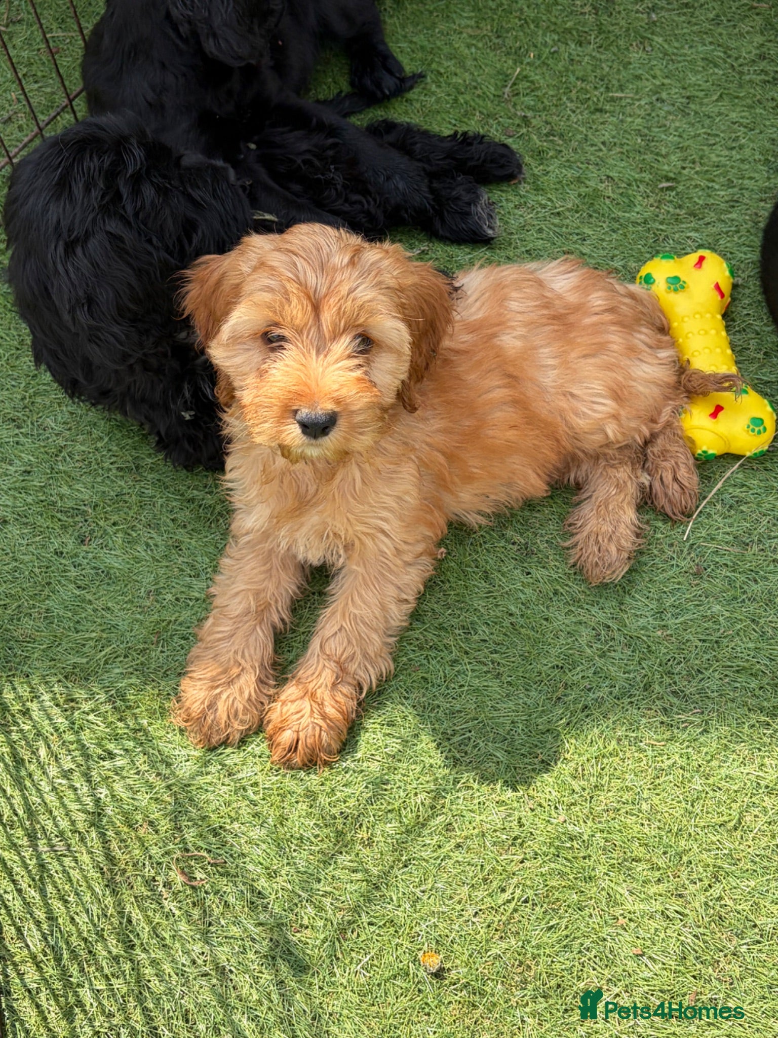Cockapoo dogs 9 stunning cockapoo puppies ready now - Advert 1