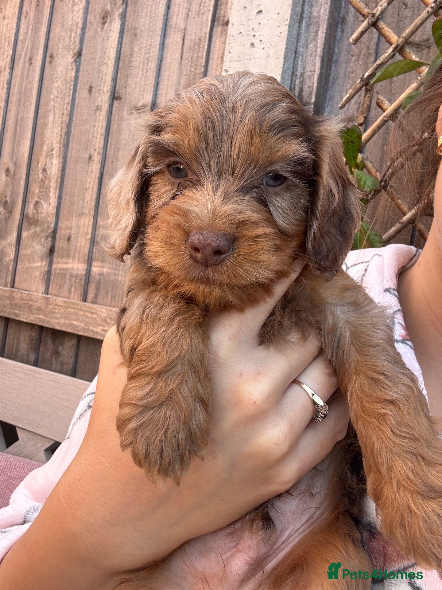 Cockapoo dogs F2 Merle apricot red and white Cockapoo puppies ❤️ - Advert 1