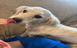 Mixed Breed dogs for sale: Beautiful sisters needing new homes  - Image 11