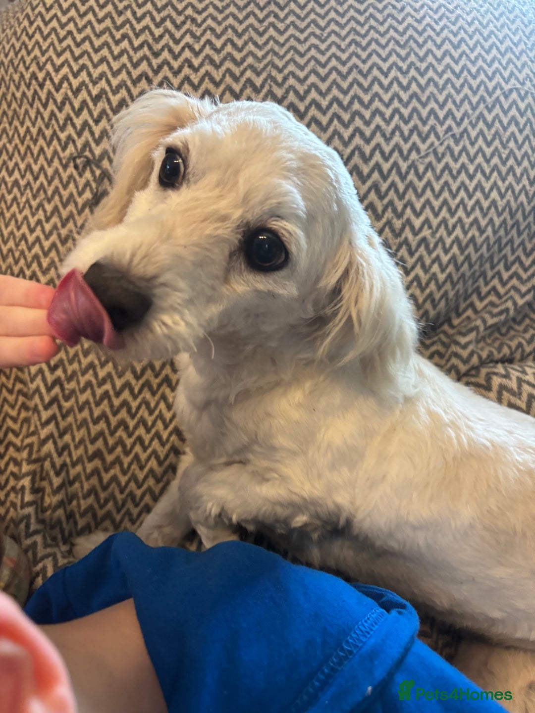 Mixed Breed dogs for sale: Beautiful sisters needing new homes  - Image 11