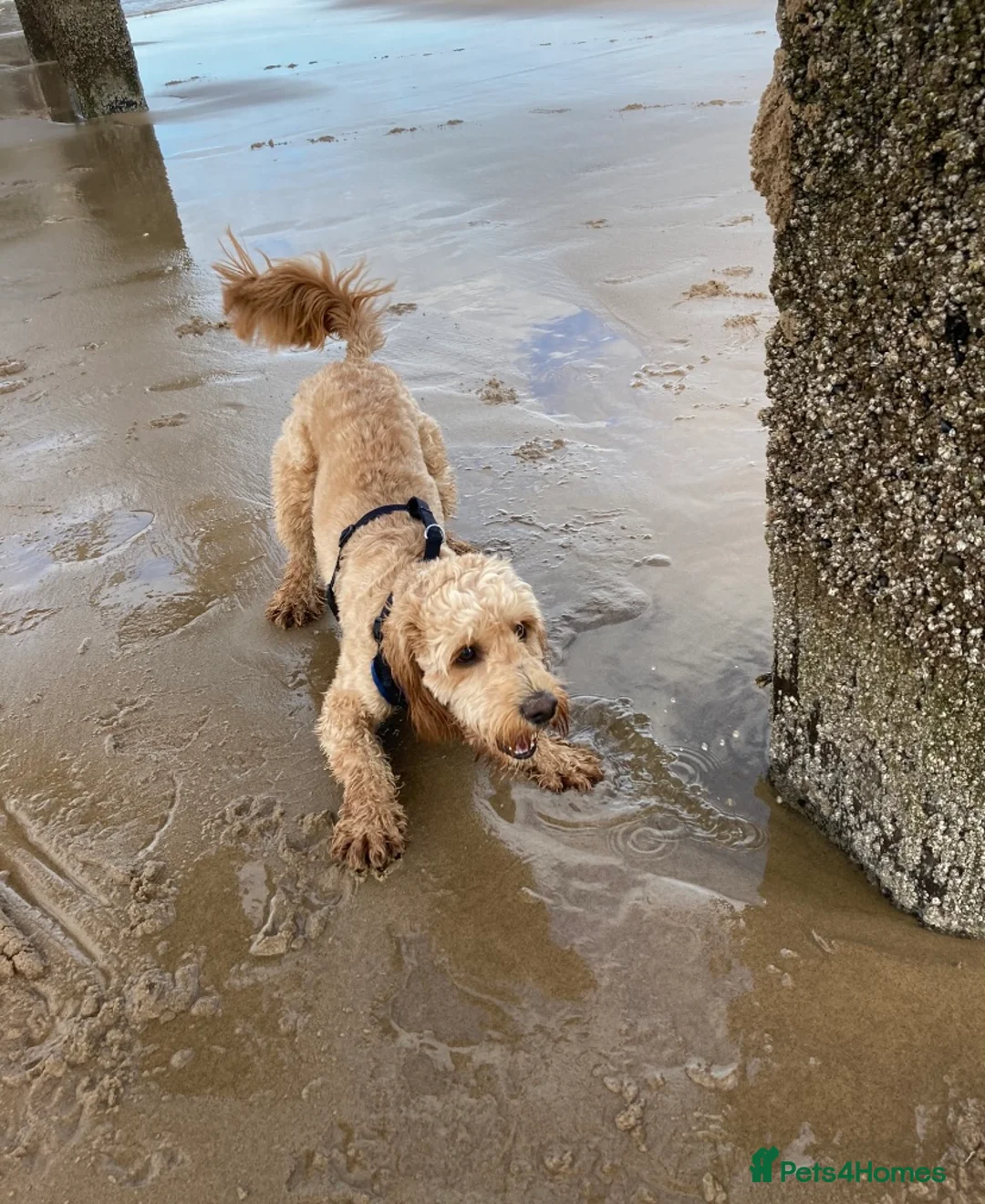 Cockapoo dogs for stud: Cockapoo stud in Durham - Advert 13