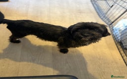 Yorkiepoo dogs for sale: Yorkiepoos - Image 24