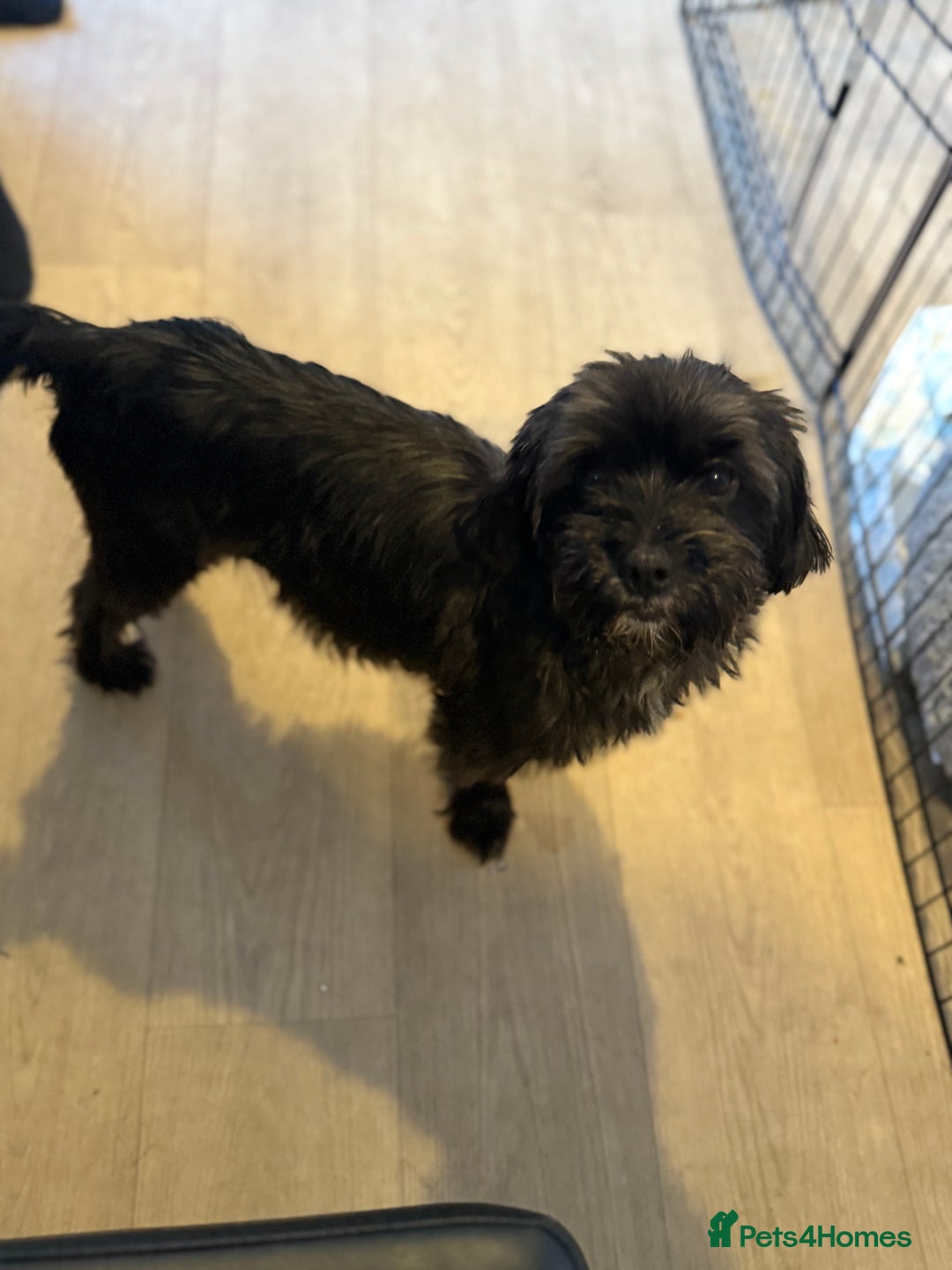 Yorkiepoo dogs for sale: Yorkiepoos - Image 24