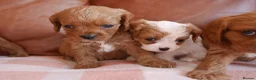 Cavapoo dogs for sale: Stunning Health Tested F1b Cavapoo Puppies - Advert 7