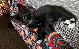 American Shorthair cats for sale: 1 little bean left from a litter of 5 - Image 7