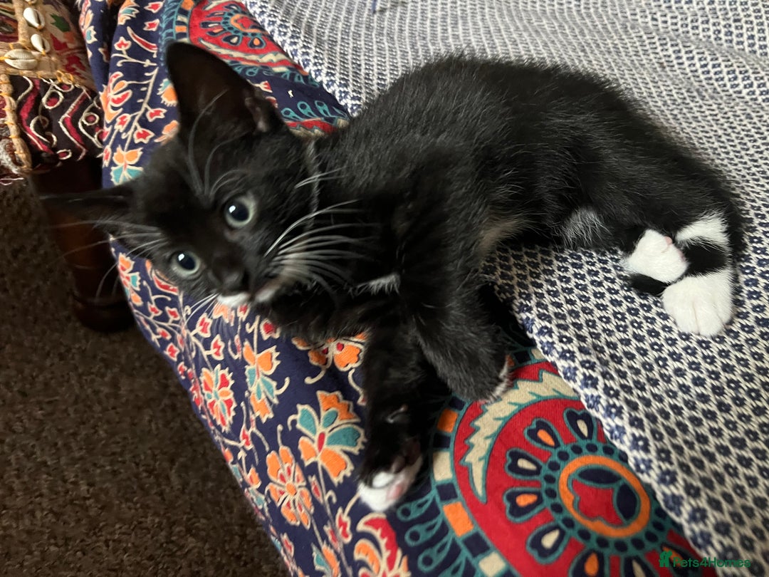 American Shorthair cats for sale: 1 little bean left from a litter of 5 - Image 7