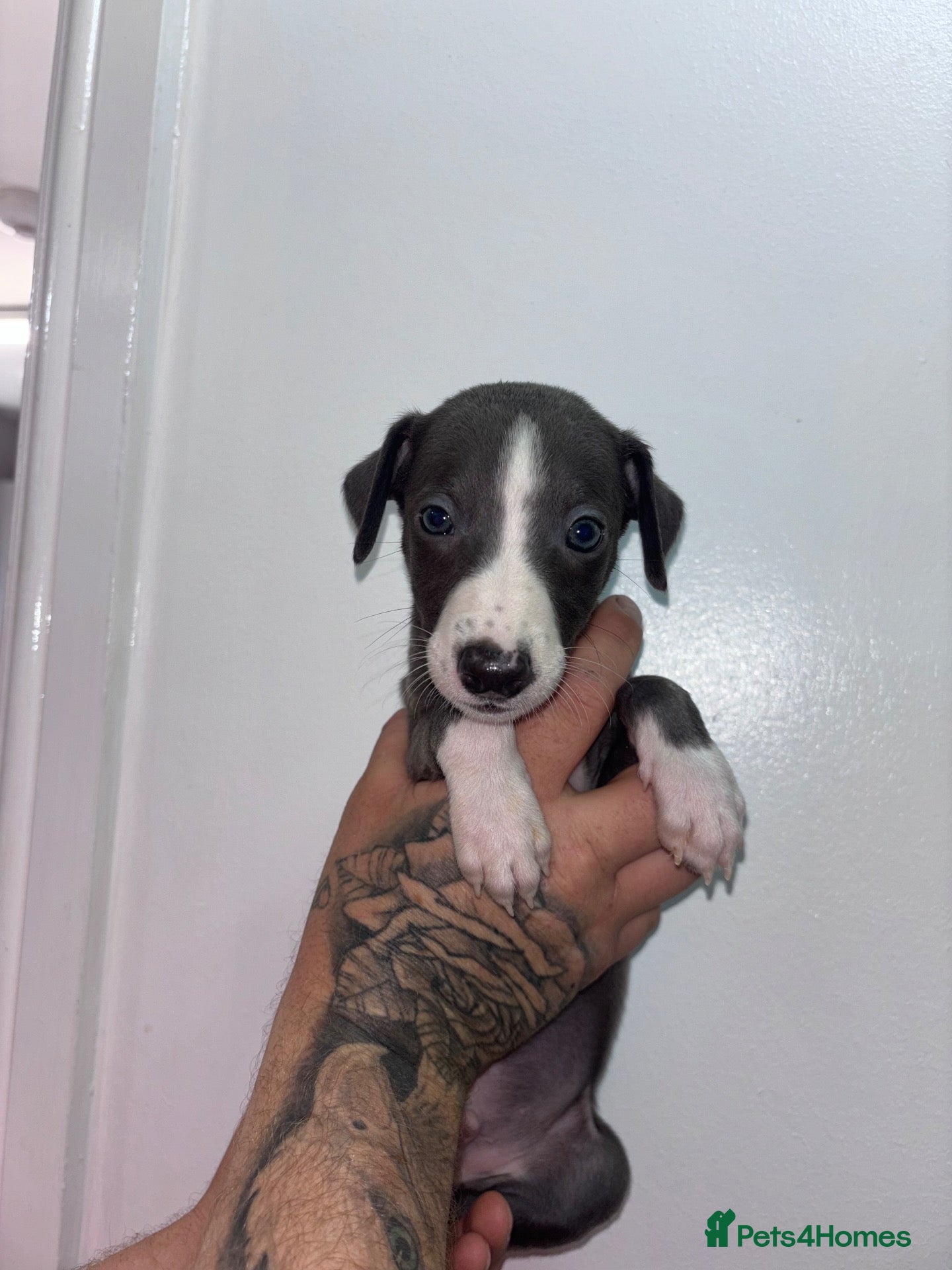 Whippet dogs Blue kc whippet puppies - Advert 5