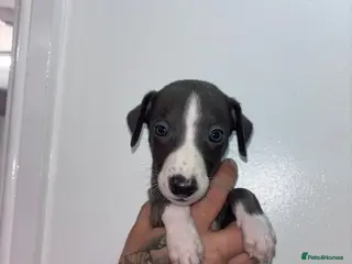 Whippet dogs Blue kc whippet puppies - Advert 5