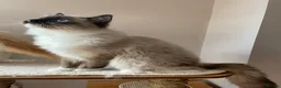 Ragdoll cats for sale: GCCF registered Ragdolls - Advert 21