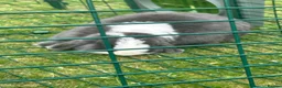 Mini Lop rabbits for sale: 2 beautiful bonded bunnies  in Bath - Advert 2