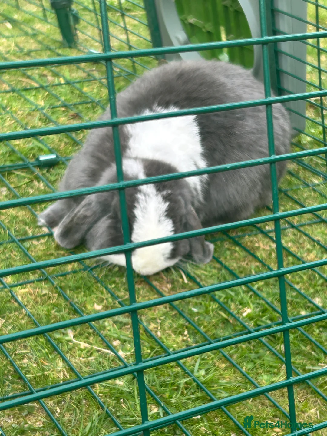 Mini Lop rabbits for sale: 2 beautiful bonded bunnies  in Bath - Advert 2