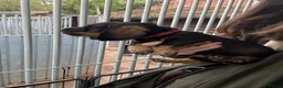 Dachshund dogs for sale: Wired Hair Dachshund Teckle Puppies - Advert 9