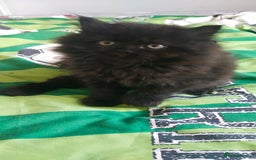 Persian cats for sale: Persian kittens  - Image 2