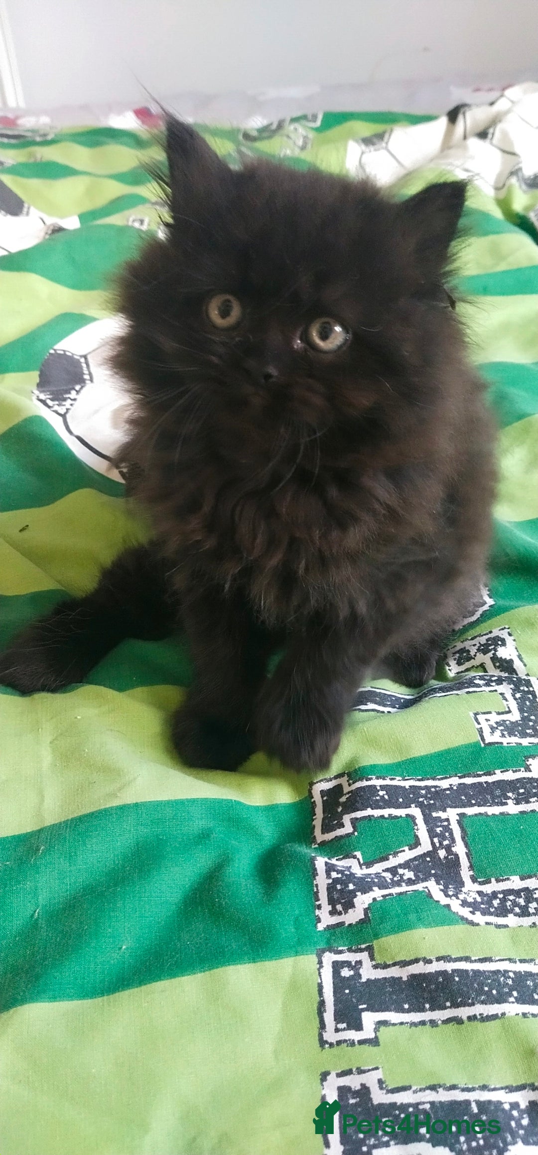 Persian cats for sale: Persian kittens  - Image 2