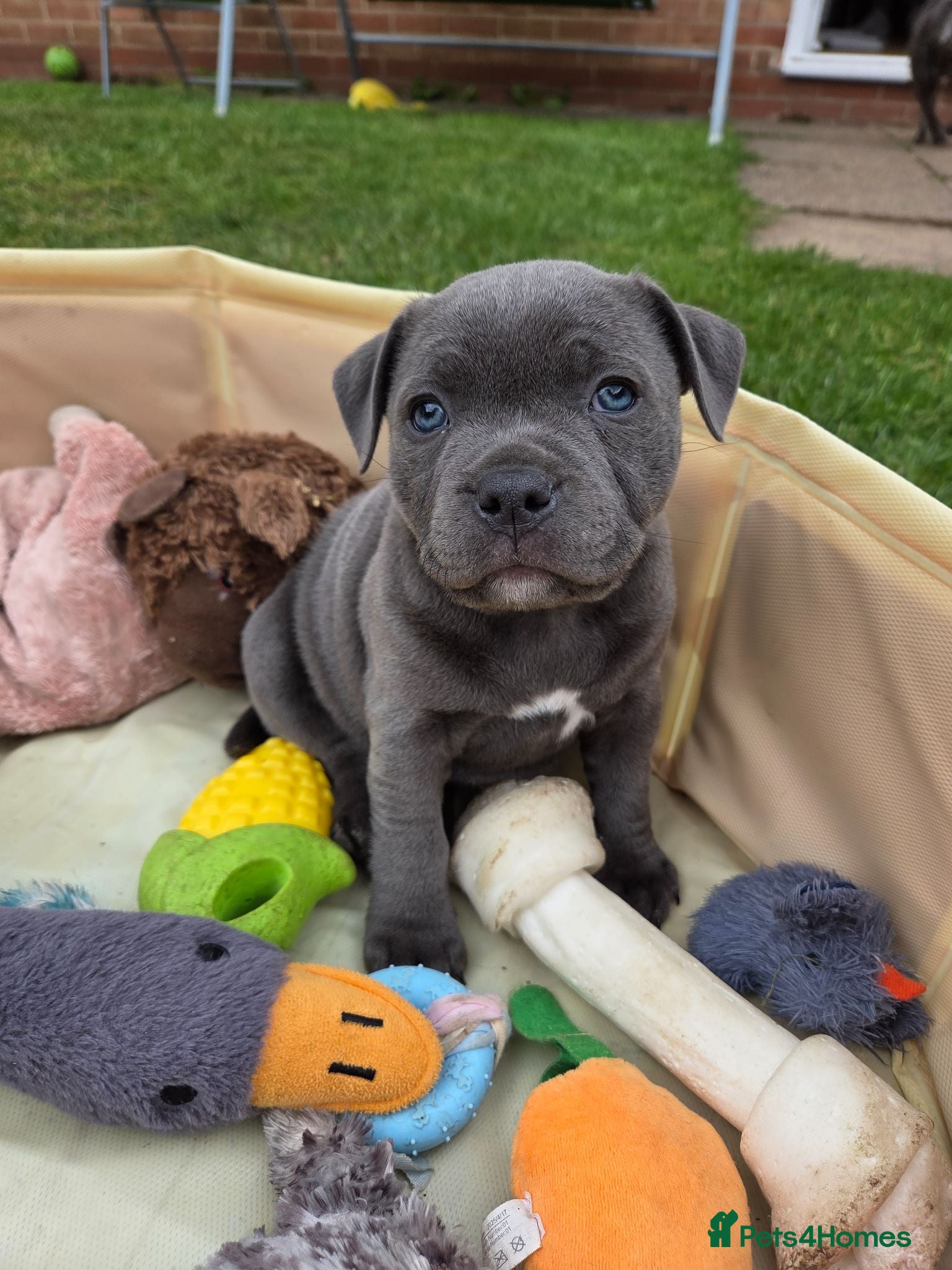 Staffordshire Bull Terrier dogs Beautiful Blue Staffy Girl – Last Puppy Available - Advert 7