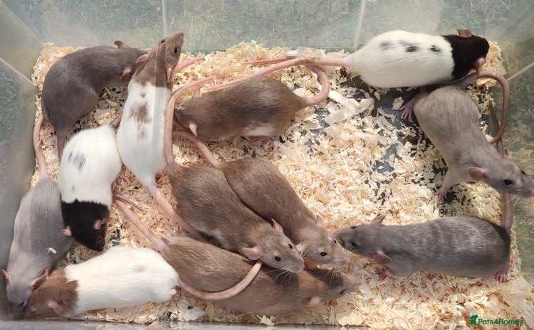 Rat rodents - Advert 19