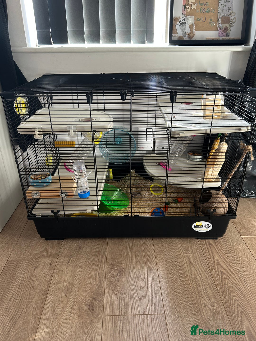 Hamster rodents for sale: Male dwarf hamster and full cage set up - Image 3