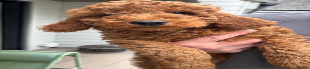 Labradoodle Puppy 