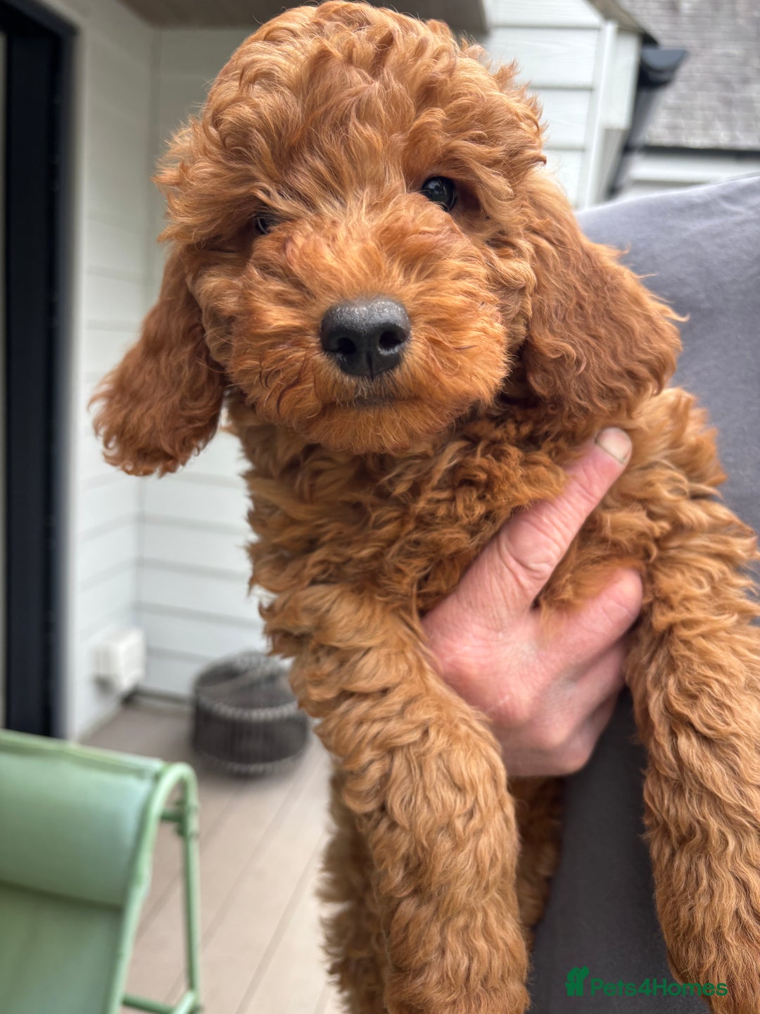 Labradoodle dogs for sale: Ready to leave red curly labradoodles (F1b) - Image 26