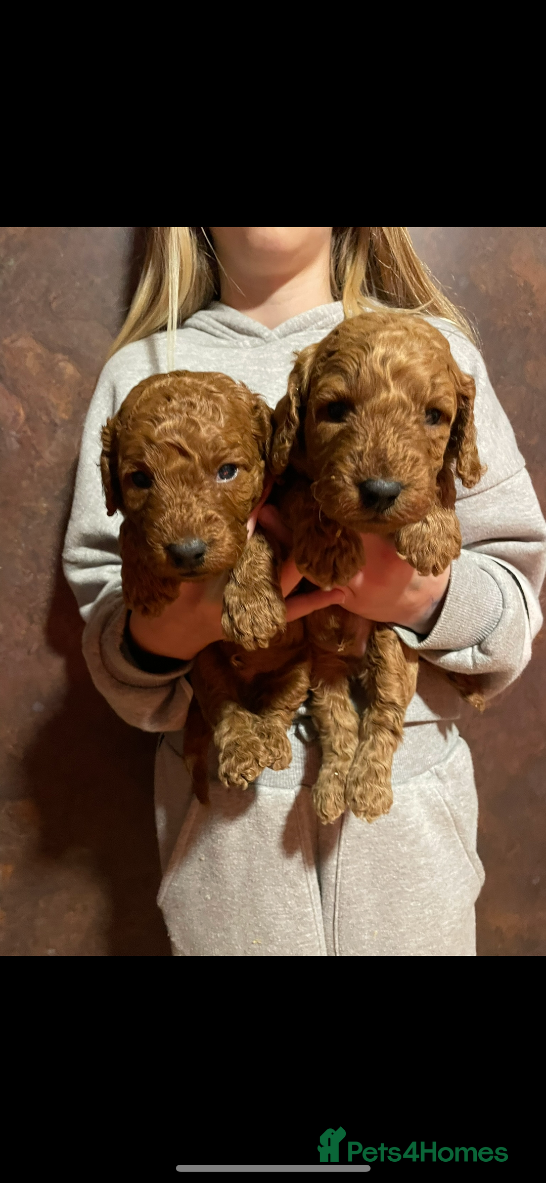 Cockapoo dogs for sale: Cockapoo Pups - Advert 7