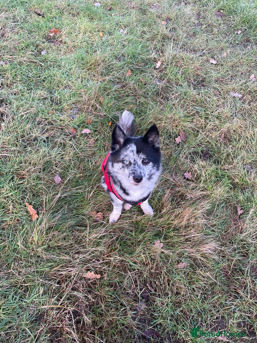 Pomsky dogs for sale: Urgent rehoming needed  - Advert 17