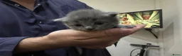 British Shorthair cats for sale: Beautiful british shorthair kitten for sale💗💗 - Advert 8