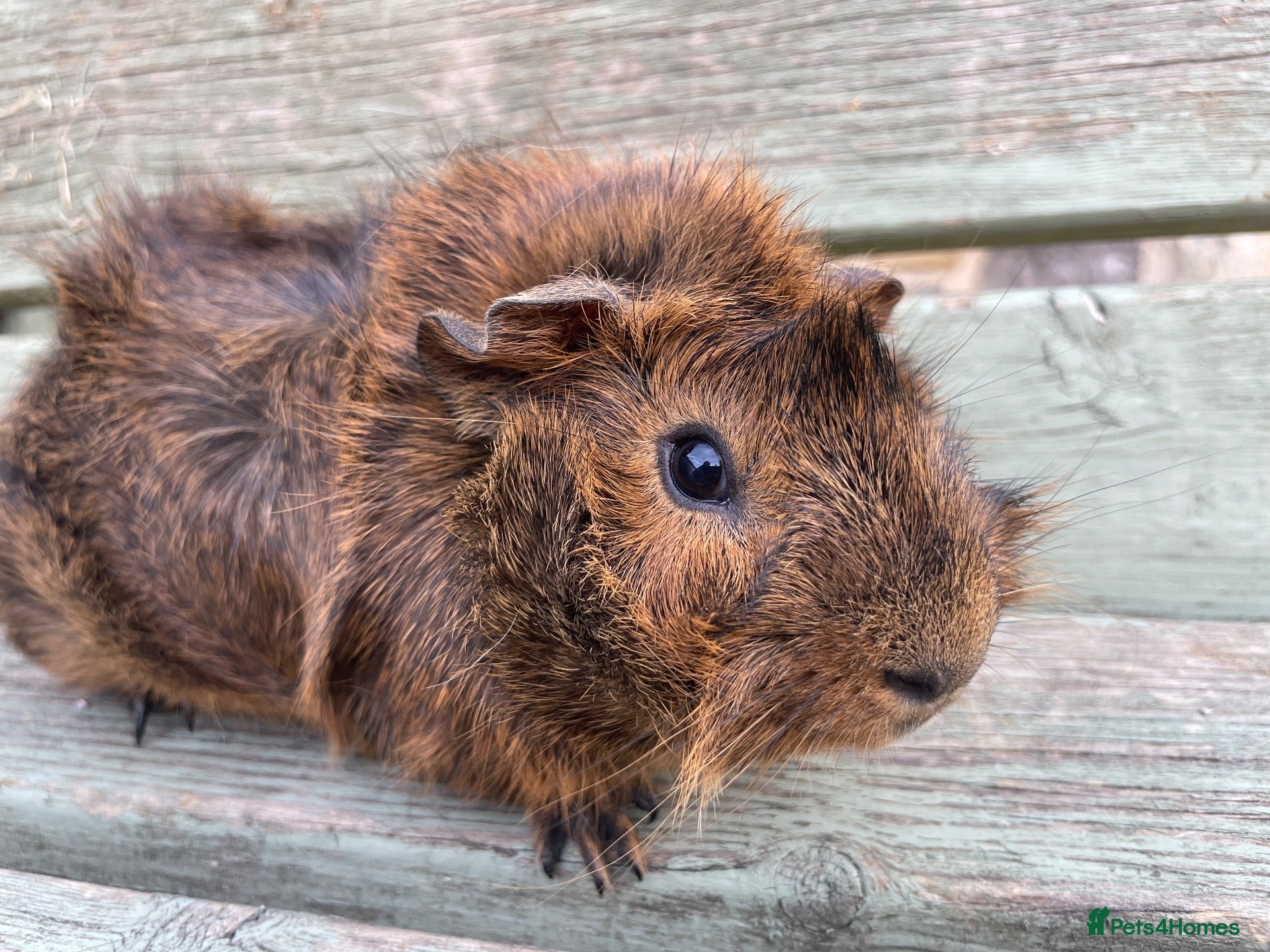 Guinea Pig rodents Tufty baby boars for sale - Advert 2