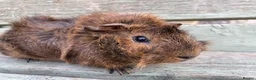 Guinea Pig rodents for sale: Tufty baby boars for sale - Advert 2