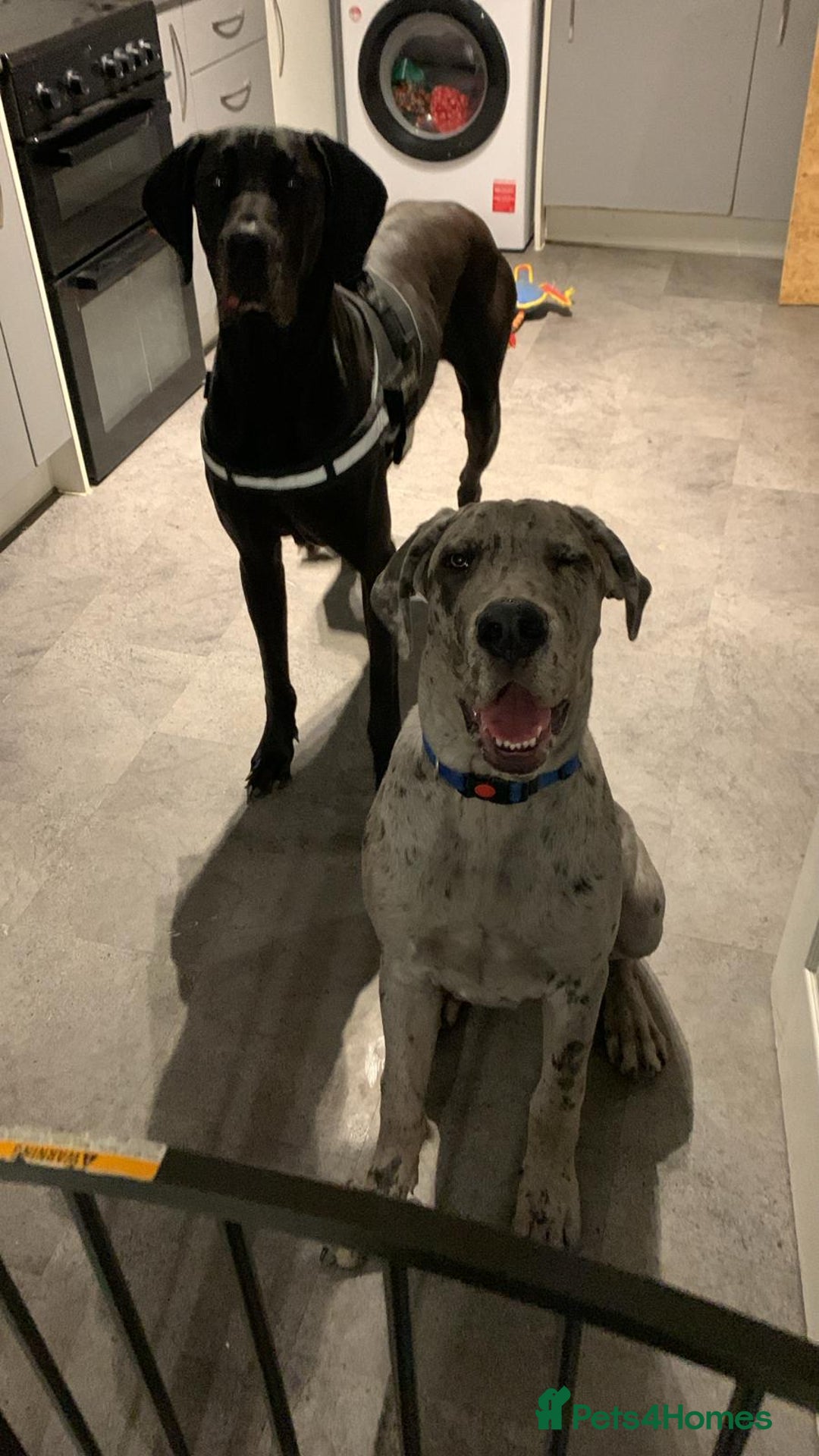 Mixed Breed dogs for sale: Italian Daniff - Great Dane x cane corso - Advert 6