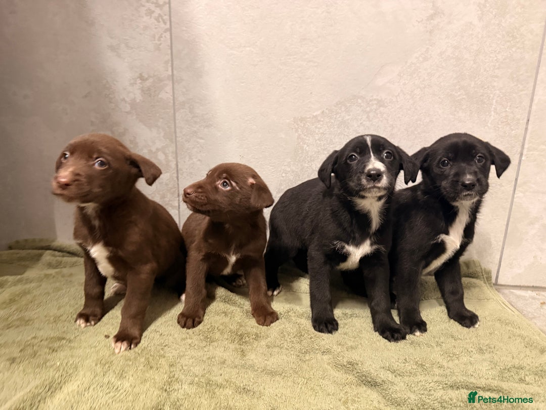 Mixed Breed dogs for sale: SURPRISE SURPRISE  - Advert 13