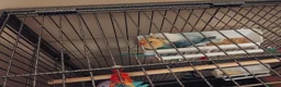 Lovebirds birds for sale: Lovebirds for sale  in Billingham - Advert 2
