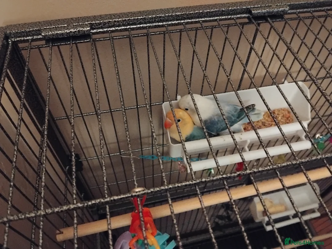 Lovebirds birds for sale: Lovebirds for sale  in Billingham - Advert 2
