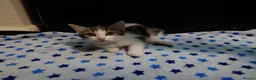 European cats for sale:  ** s in West Bromwich - Advert 6