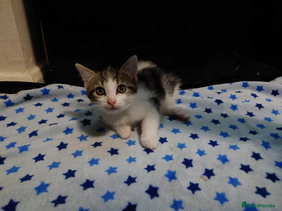 European cats for sale:  ** s in West Bromwich - Advert 6