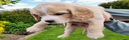 Cockapoo dogs for sale: 5 gorgeous F2 Cockapoo pups – to leave Wed 3 June in Ripon - Advert 7