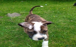 Mixed Breed dogs for sale: Older English bulldog cross staffy - Image 6