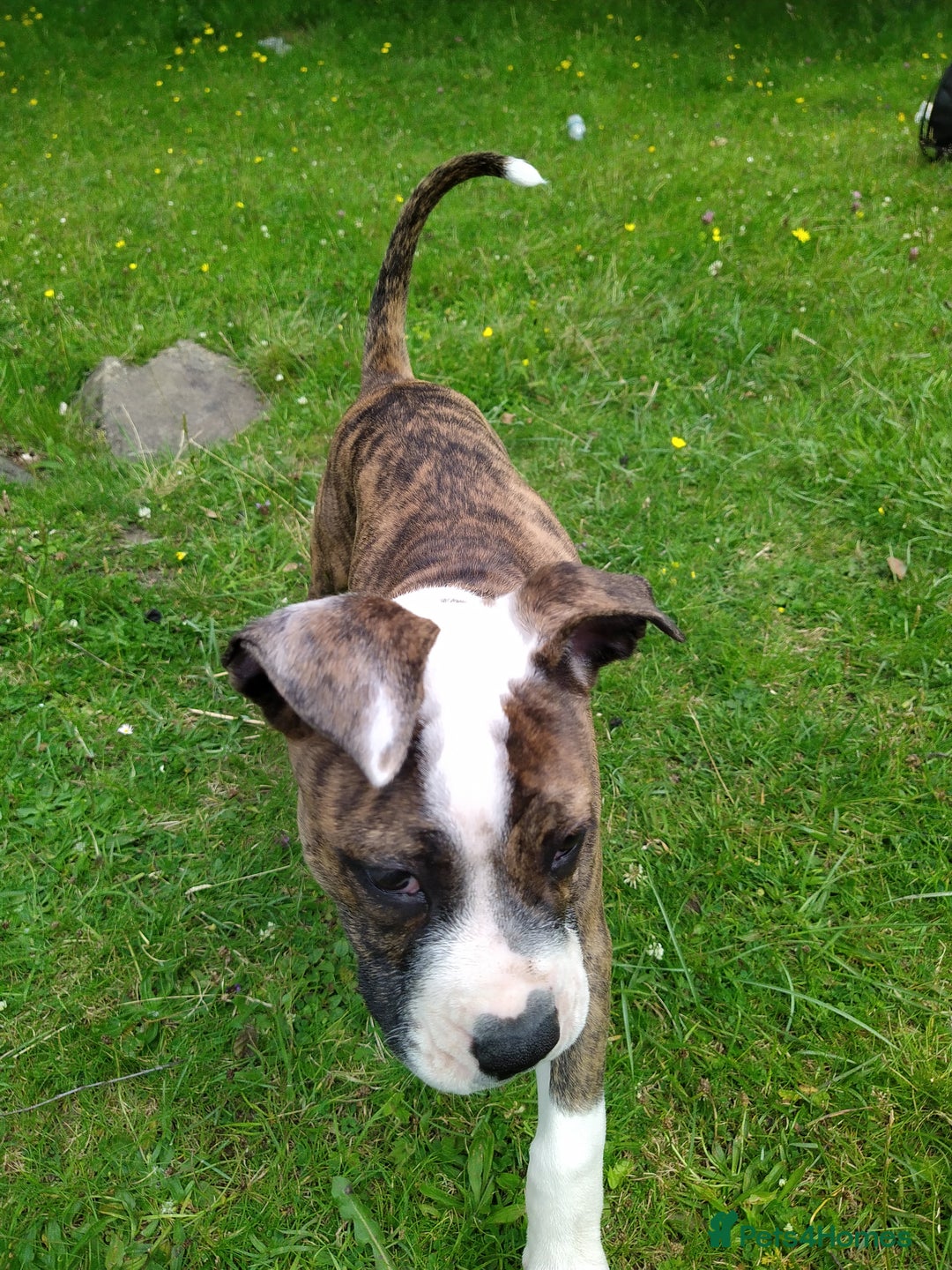 Mixed Breed dogs for sale: Older English bulldog cross staffy - Image 6