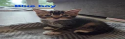 Mixed Breed cats for sale: Beautiful kittens looking for their forever homes  - Advert 27