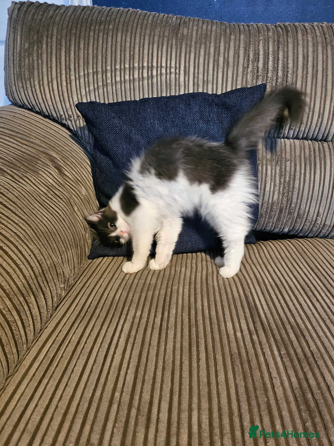 Mixed Breed cats for sale: 4 loving kittens looking forever homes - Advert 4