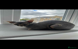 Sphynx cats for sale: Pedigree Sphynx Male – 1 Year Old  - Image 1