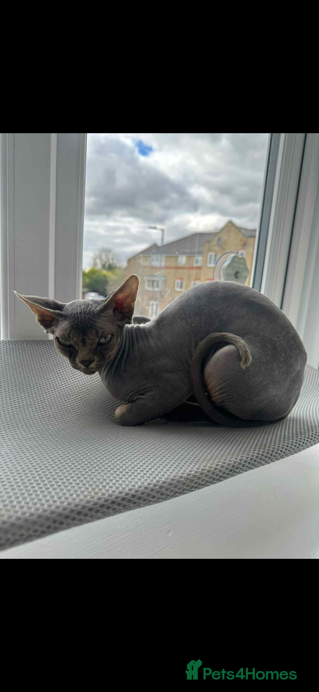 Sphynx cats for sale: Pedigree Sphynx Male – 1 Year Old  - Image 1